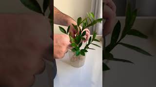 Propagation plants beautiful soillove garden soilpot soiltypes farming propagation care [upl. by Schwinn97]