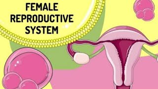 female reproductive system anatomy and physiology uterus ovaries [upl. by Zacek]