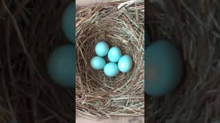 A Fascinating Look at Baby Bluebirds TimeLapse Video with Live Nest Box Cam [upl. by Assi639]