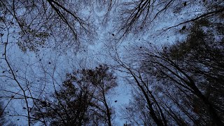 Falling leaves in a beech Fagus sylvatica forest 4K [upl. by Raybourne]