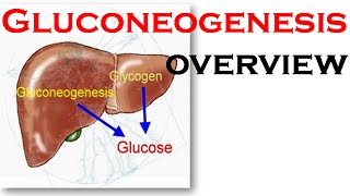 Gluconeogenesis overview [upl. by Mcleroy93]