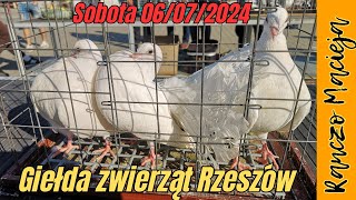 Giełda zwierząt Rzeszów 06072024 Namówiła mnie na papugę 399 4K [upl. by Annekim]