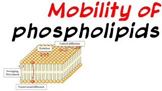 Mobility of phospholipid [upl. by Van]