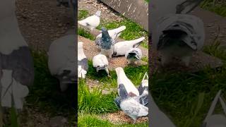 My highflying and low flying pigeons in USA Chicago [upl. by Marron]