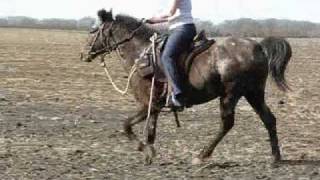 Gaited appaloosaTiger Horsewalkaloosa gaiting [upl. by Hernardo]