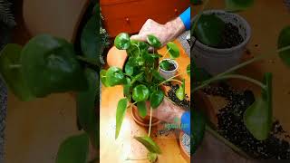 Pilea REPOTTING with Pumice [upl. by Natrav14]