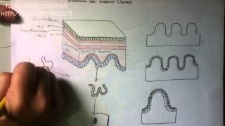 DIGESTIVO Histología del Intestino Delgado [upl. by Rauscher410]