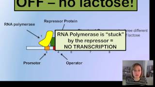 Prokaryotic Gene Expression [upl. by Enamrahs846]