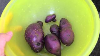 Growing potatoes in bags purple potato harvest [upl. by Chen]