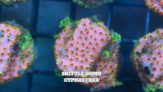 CORAL CYPHASTREA SKITTLE BOMB [upl. by Retrak281]