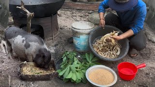 The Secret Village Making Pig Feed  How To Make Low Cost Pig Feed [upl. by Ahsirek]