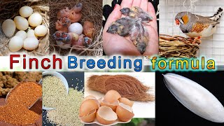 Finch Breeding Formula Finch Breeding tips فنچ بریڈنگ فارمولا [upl. by Lexy]