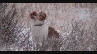 Brittany Dog pointing wild birds [upl. by Newsom774]