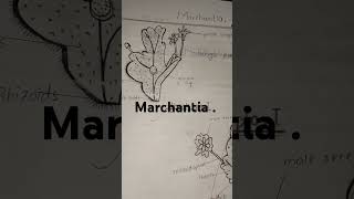 Diagram of Marchantia Botany [upl. by Leandre545]