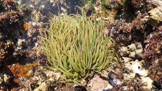 🐚🐟ANÊMONA DO MAR  ANEMONE OF THE SEA 🐠 PRAIA DAS AVENCAS 🏊‍♀️⛱ AVENCAS BEACH 🌞 [upl. by Enyluqcaj]