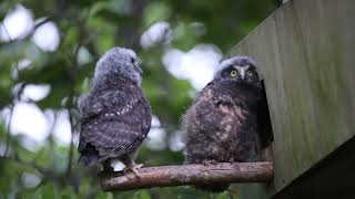 New Zealand Ruru Morepork Native Owls testing their environment [upl. by Egerton201]