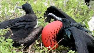 Frigate birds mating calls and behavior Galapagos Islands [upl. by Allayne]