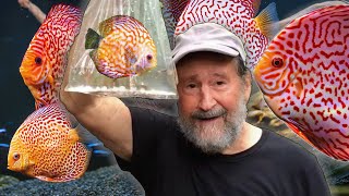 The Most Popular Aquarium Fish The Discus Heiko Bleher Shares Stories About His Discovery [upl. by Gracie]