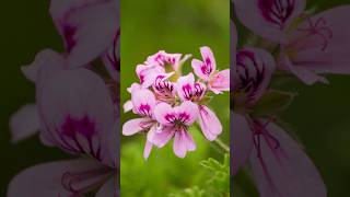 Amazing Facts About Geraniums shorts geraniums flowers PlantsWorld [upl. by Nahoj531]