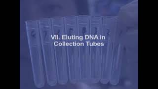 Purifying Plasmid DNA from Bacterial Colonies Using the Qiagen Miniprep Kit [upl. by Nived683]