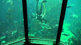 Wolf Eel comes out to play at Monterey Bay Aquarium [upl. by Allan512]