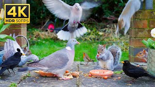 Cat TV for Cats to Watch 😺 Birds amp Playful Squirrels Throw a Lively Patio Party 🕊️ Videos for Cats [upl. by Yelrebma]