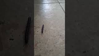 Without realizing it small caterpillars from the garden began to invade the house [upl. by Acceb606]