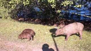 Capivara ataca na Lagoa 15 03 2014 [upl. by Anire68]