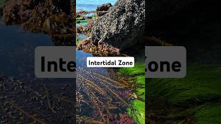 Intertidal Zone shorts [upl. by Osnofla]