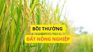 Bồi thường đất nông nghiệp không sổ đỏ sử dụng trước 2004  Báo Lao Động [upl. by Jamnis294]