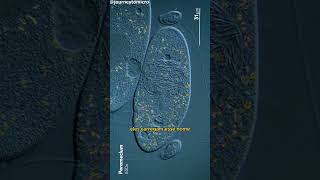 Paramecium O protozoário super rápido e ágil microorganismos microbiologia curiosidades [upl. by Nedrob]