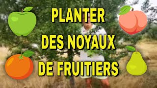 Conserver et planter les noyaux de cerises prunes abricots et pêches [upl. by Nynnahs749]