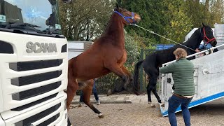 Paardenmarkt in Hedel am 06112023 Niederlande [upl. by Starobin]