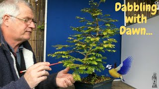 An essential Guide to Dawn Redwood Bonsai [upl. by Suoirtemed]