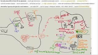 Do all brain roads lead to Rome amp calcium [upl. by Boorer]