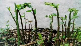 Natural control of Japanese knotweed BBC Radio 4 Today programme interview [upl. by Laeahcim]