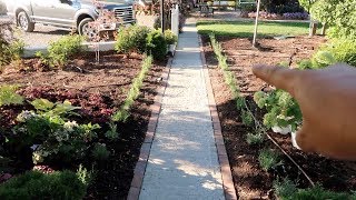 Planting Rows of Lavender 🌿 Garden Answer [upl. by Hanahs]