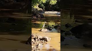 AVE CAZANDO PECES 🐟 pesca locura fishing elsalvador aves viralshorts parati pescando caza [upl. by Ardied]