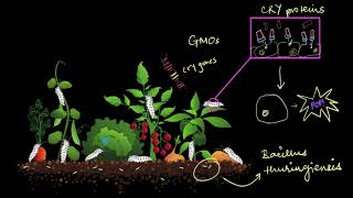 Bt Crops  Biotechnology and its Applications  Biology  Khan Academy [upl. by Jarlathus391]