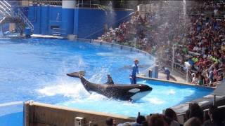 One Ocean Full Show SeaWorld Orlando [upl. by Pimbley14]