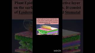 epidermis stomatal guard cell biology [upl. by Asirb303]