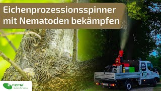 Eichenprozessionsspinner mit Nematoden bekämpfen  Erfahrungsbericht  enema  Tpnema® gegen EPS [upl. by Selrac]