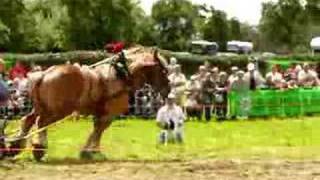 Belgium draft horse pulling [upl. by Merralee652]