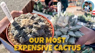 Our Most Expensive Cactus [upl. by Nnaitsirk]