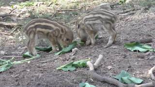 Wildschweingehege Frischlinge im Fürther Stadtwald 2017 [upl. by Odnalra]