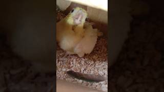 Lovebirds Foster Cockatiel Chick🐣 lovebird cockatiel birds [upl. by Kuska246]