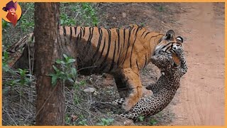 14 Tiger Battles Caught On Film [upl. by Olaf]