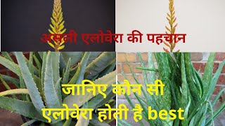 एलोवेरा का पौधा  Aloevera ka paudha  एलोवेरा घर पर कैसे लगाऐं  ग्वारपाठा या घृत कुमारी की पहचान [upl. by Nogras]