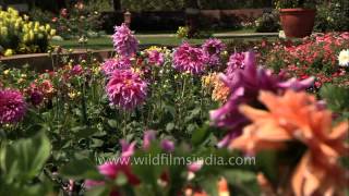 Colourful Dahlia flower in Indian Presidents garden [upl. by Ttegirb]