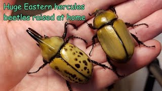 Breeding the Eastern Hercules beetle Dynastes tityus at home Fresh adults emerged [upl. by Khai878]